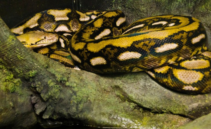 Сетчатый питон считается самой крупной змеей