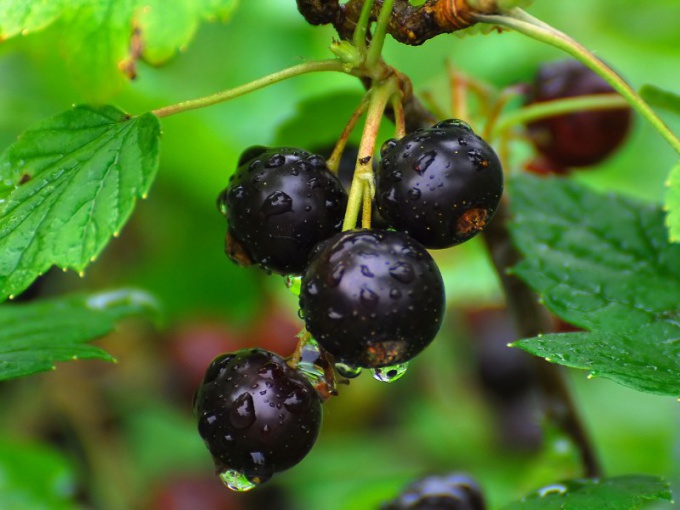 Tincture of black currant