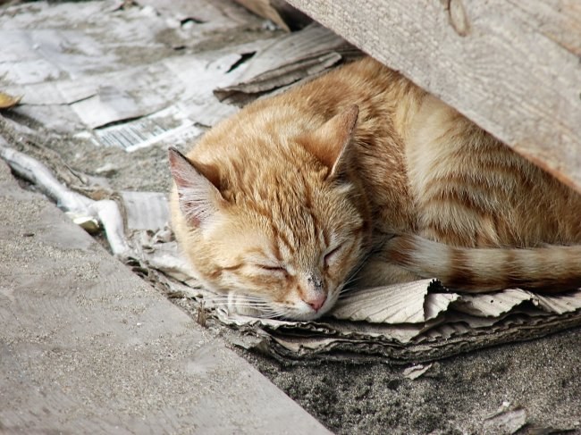 сделать домик для бездомного кота