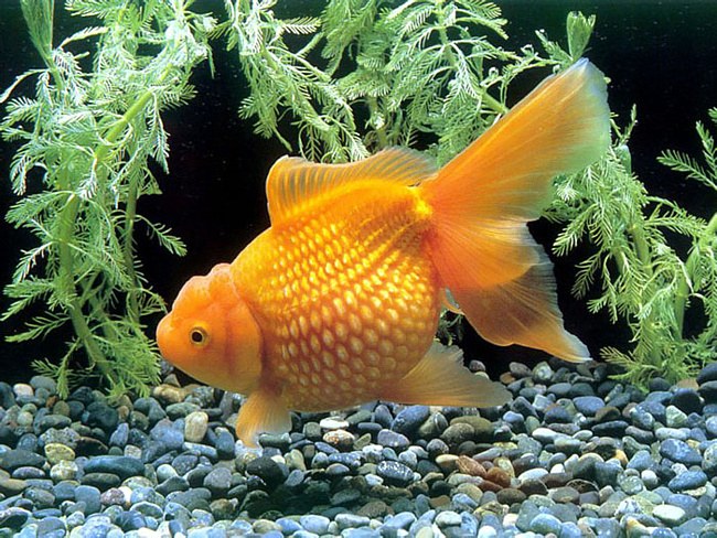 Золотая рыбка вертикальные картинки