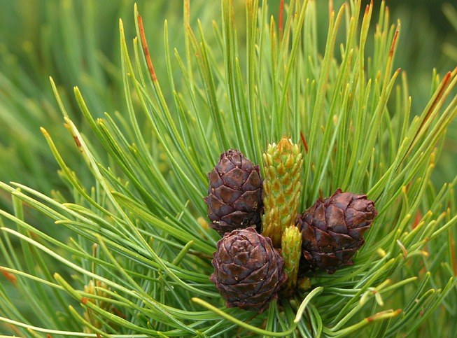 How to plant pine trees on a plot