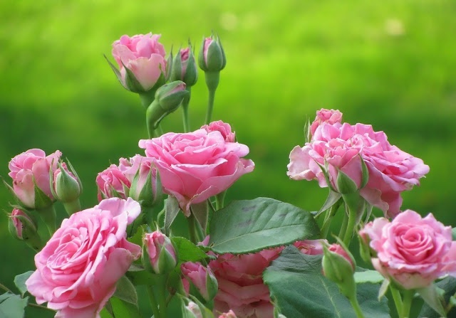 Посадка и обрезка роз весной: правила и нюансы