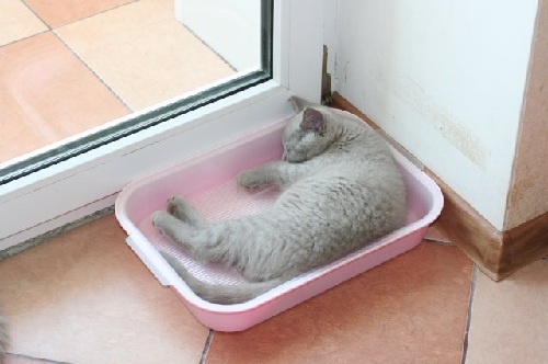 How to accustom the cat to the tray