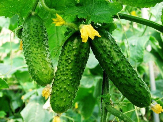 Why cucumbers are a lot of barren flowers