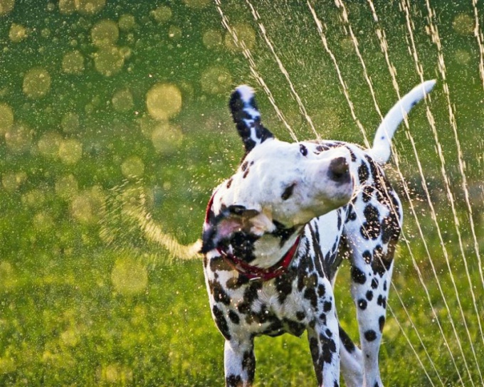 Как часто нужно мыть собаку 
