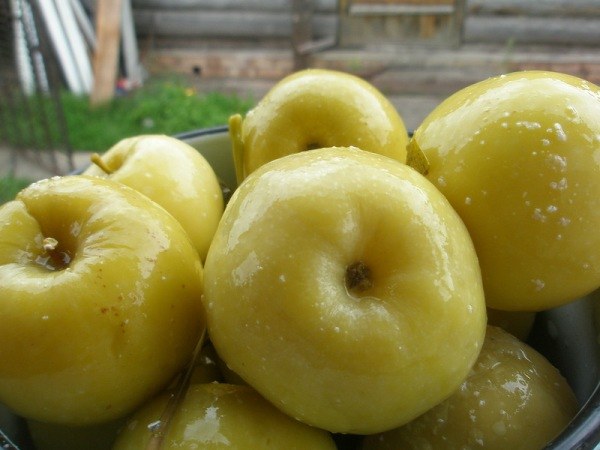 Как солить яблоки антоновка