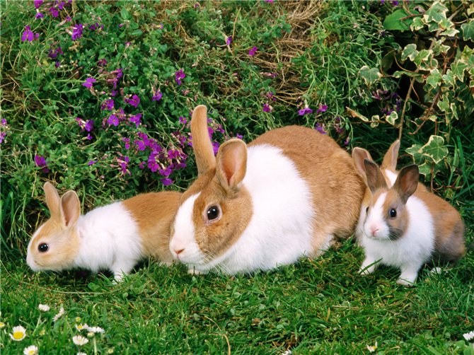 Почему кролики бросают своих детей