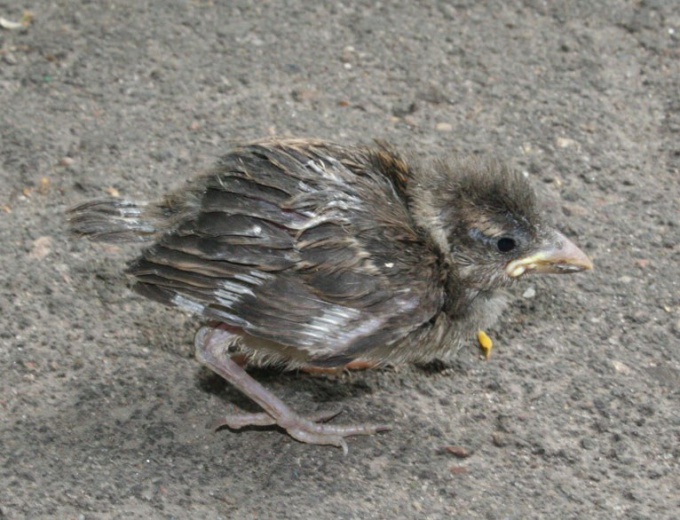 What to feed a Sparrow chick 