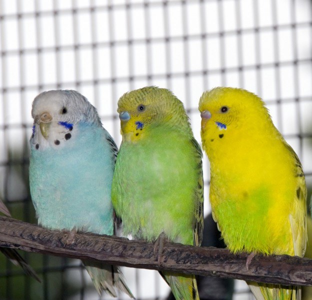 Budgies with good care can live up to 17 years