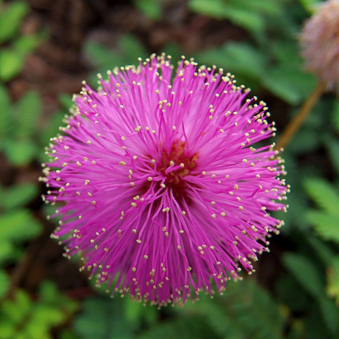 The flowers of Mimosa pudica is very beautiful