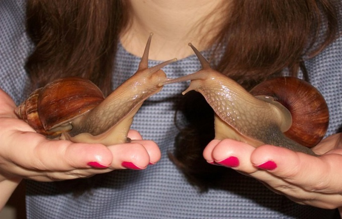 What famous African giant snails
