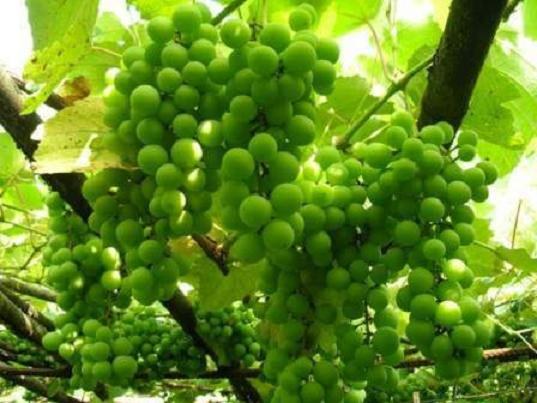 Чем полезен зеленый виноград 