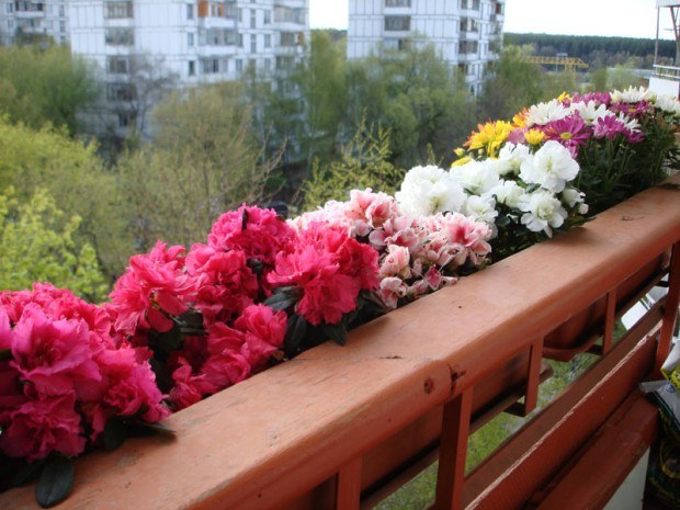 Какие балконные цветы самые популярные