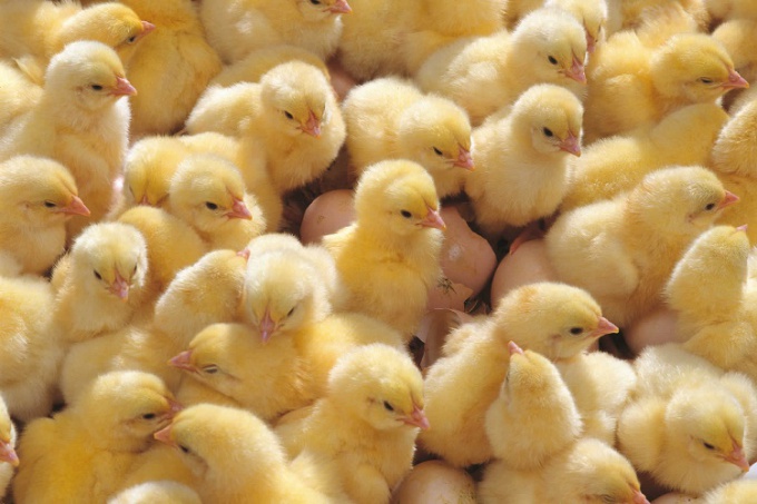 Как вырастить инкубаторских цыплят бройлеров  