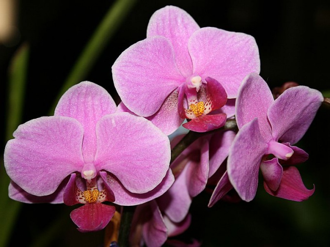 Странные орхидеи (часть 2)