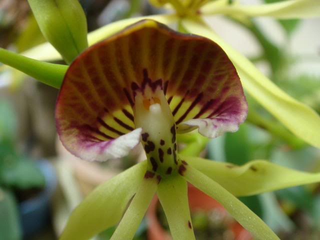 Странные орхидеи (часть 2)