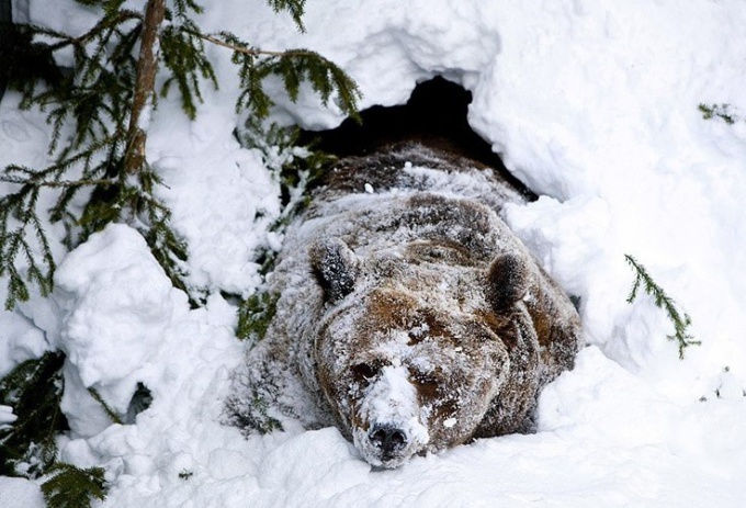 Почему медведи ложатся в спячку