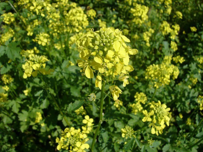 How to plant white mustard 