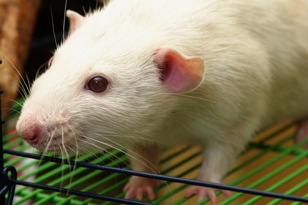 Сколько лет живут домашние крысы