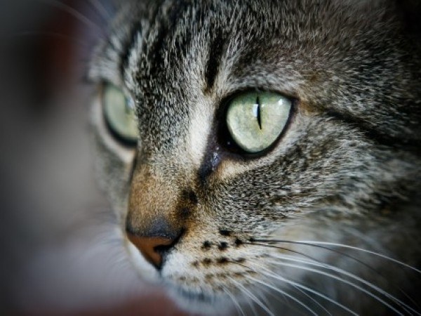 What to do if cat vomits bile