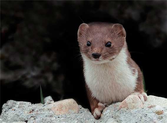 Weasel - pet 