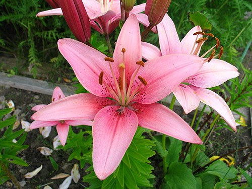The beauty of the lilies