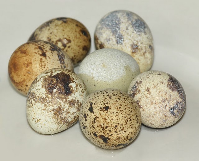 How to cook quail eggs 