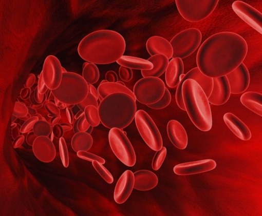 Отчего может повыситься количество лейкоцитов в крови 