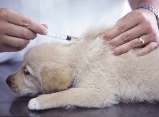 How to calculate the dose of amoxicillin for dogs