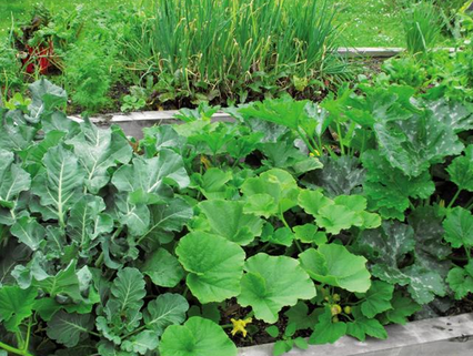 What plants in the garden can be planted next to