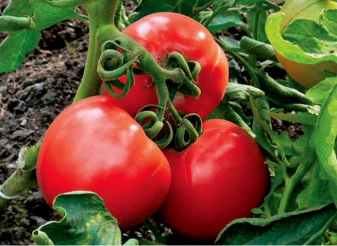 Как защитить овощи от фитофтороза