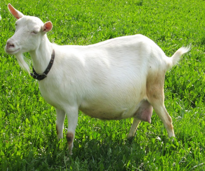 Фото пизды козы