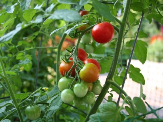 Как легко вырастить помидоры черри на подоконнике