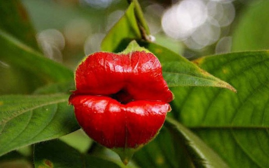 Психотрия элате — растение-поцелуй