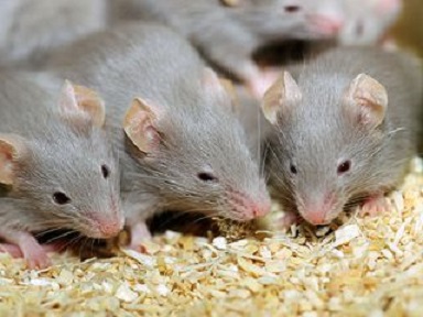 Как легко избавиться от мышей