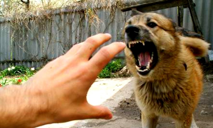 Как вести себя при встрече с агрессивной собакой