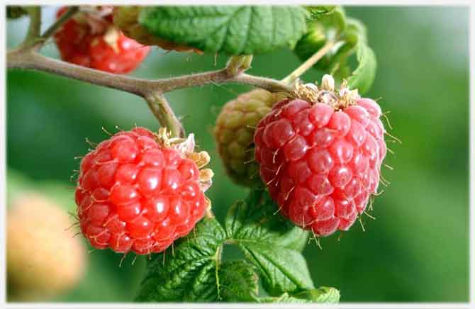 How to tie up raspberries right