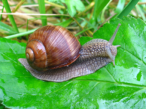 How to get rid of snails and slugs: the easiest and most humane way