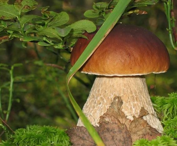 Как вырастить белые грибы на своей даче