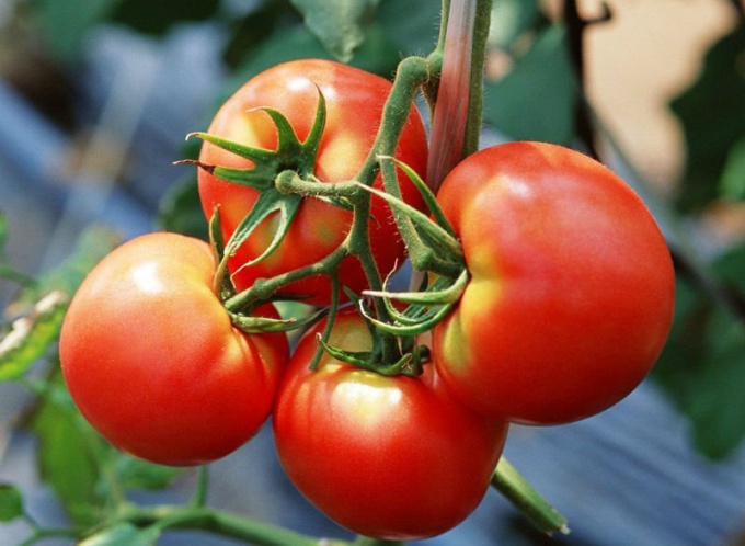 Грунт для томатов: как понять, чего им не хватает