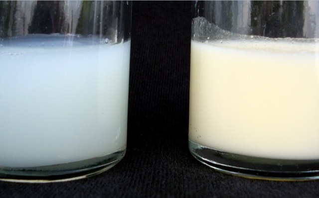Молозиво и молоко: разница существенная