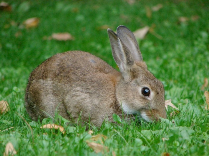 Почему в Австралии была проблема с кроликами