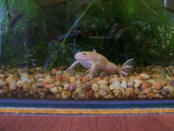 Чем кормить белую лягушку в аквариуме