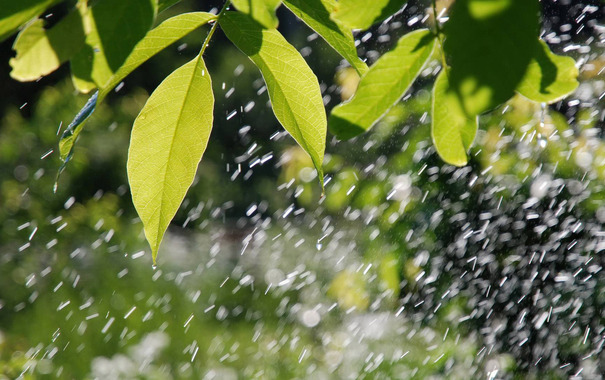 Почему даже небольшой дождь гораздо эффективнее любого искусственного полива?