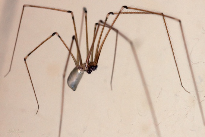 Ways to get rid of spiders in the apartment