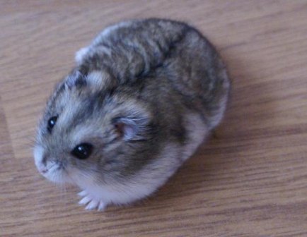 Djungarian hamster