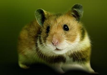 The Syrian hamster