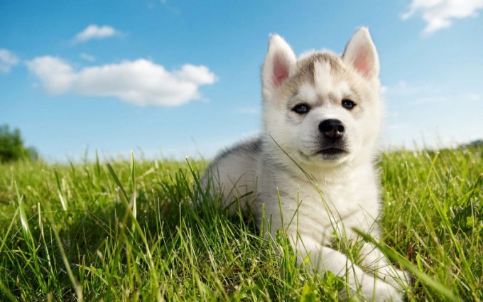 How to choose a puppy husky with the purchase