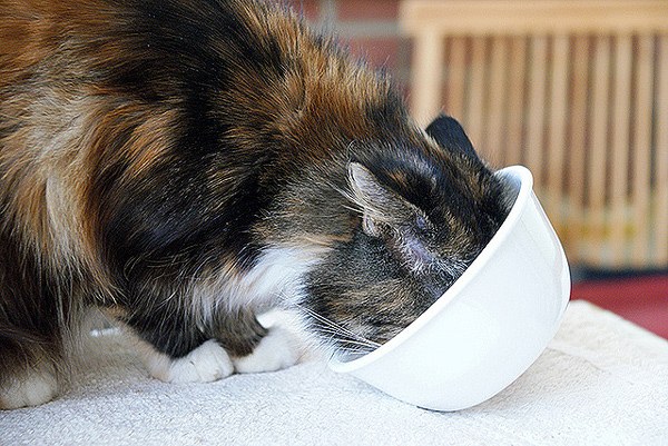 Как влияет сухой корм на здоровье кошки
