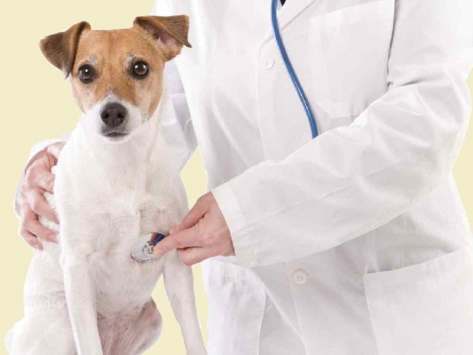 Removal of the uterus and ovaries in dogs